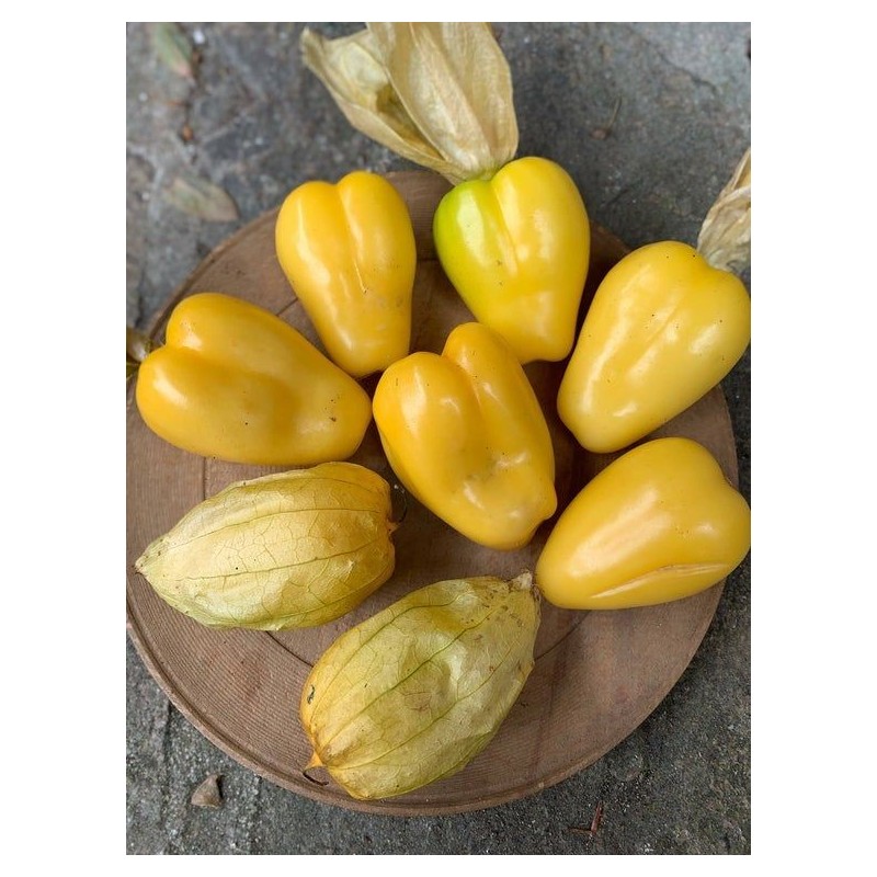 Samen Tomatillo Königin von Malinalco (Physalis Ixocarpa) | 4,50 €