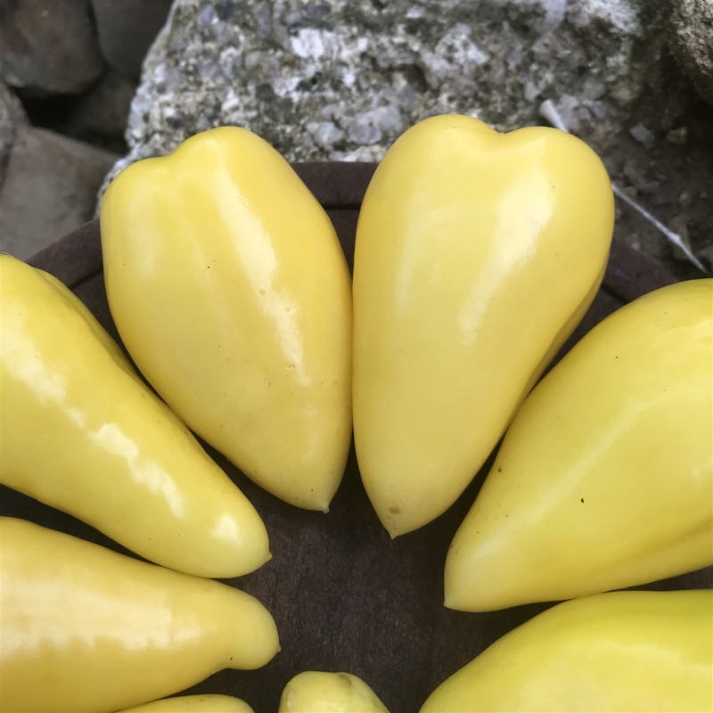 Samen Tomatillo Königin von Malinalco (Physalis Ixocarpa) | 4,50 €