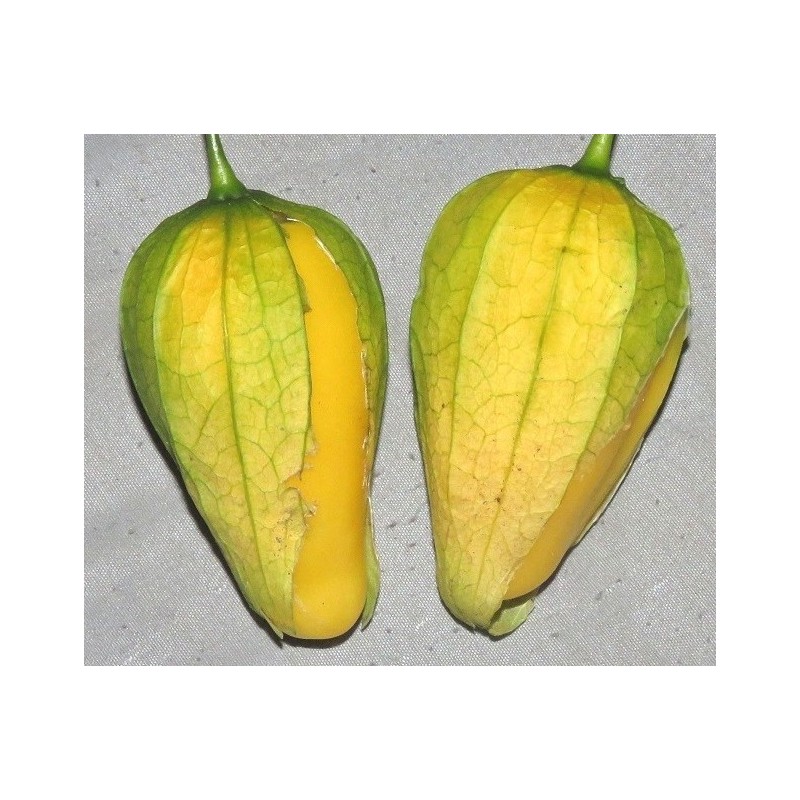 Samen Tomatillo Königin von Malinalco (Physalis Ixocarpa) | 4,50 €