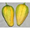 Samen Tomatillo Königin von Malinalco (Physalis Ixocarpa) | 4,50 €
