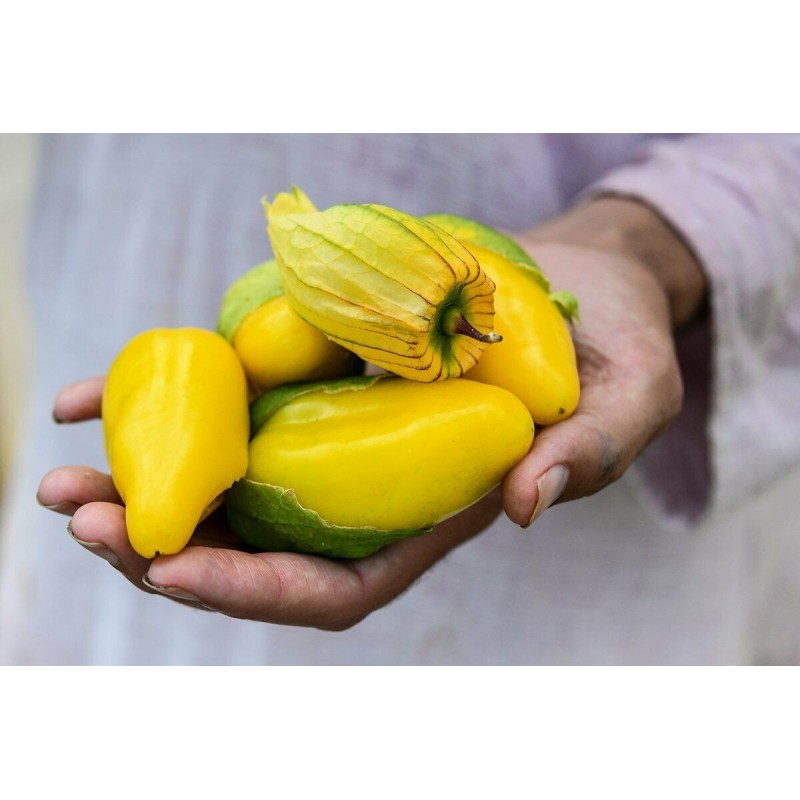 Samen Tomatillo Königin von Malinalco (Physalis Ixocarpa) | 4,50 €