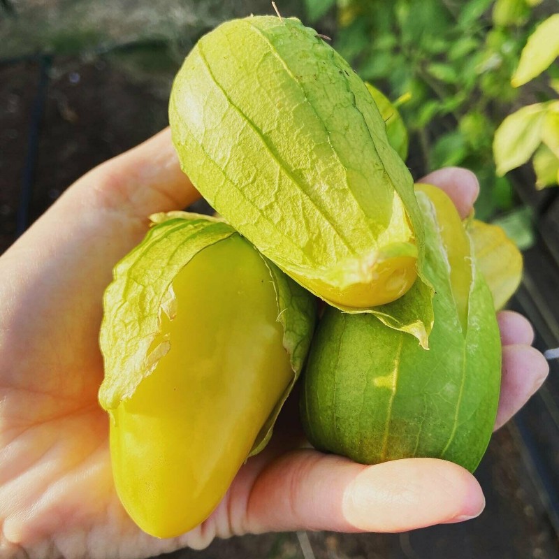 Samen Tomatillo Königin von Malinalco (Physalis Ixocarpa) | 4,50 €