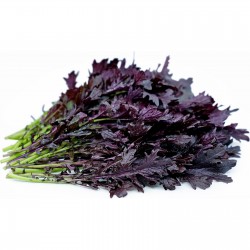 Price: €1.95 - Graines de Mizuna, Salade Japonaise Rouge - 
