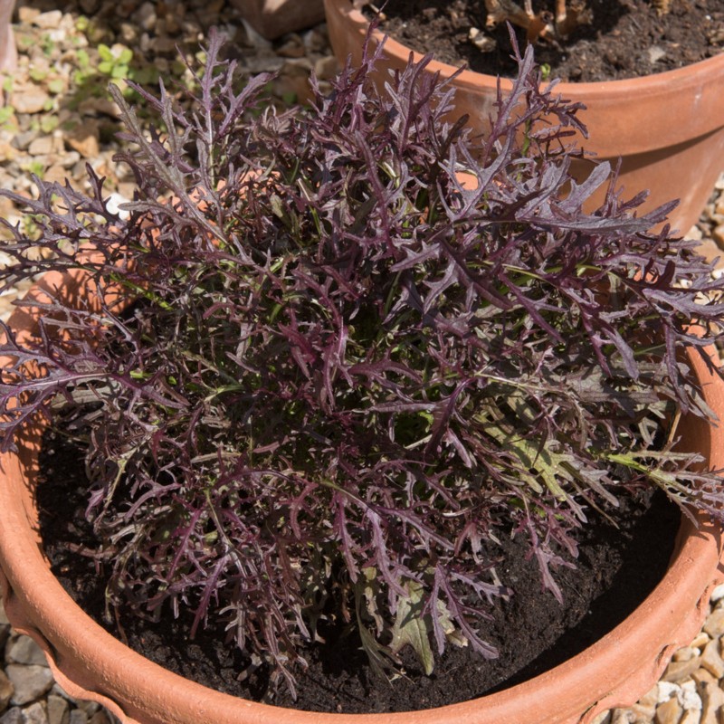 Price: €1.95 - Mizuna röda japanska senapsfrön - 