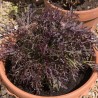 Price: €1.95 - Graines de Mizuna, Salade Japonaise Rouge - 