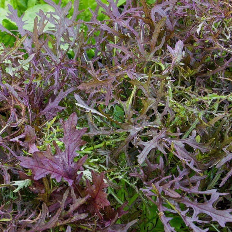 Price: €1.95 - Graines de Mizuna, Salade Japonaise Rouge - 