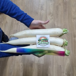 Sementes de rabanete branco gigante Vela de gelo - 404.649034