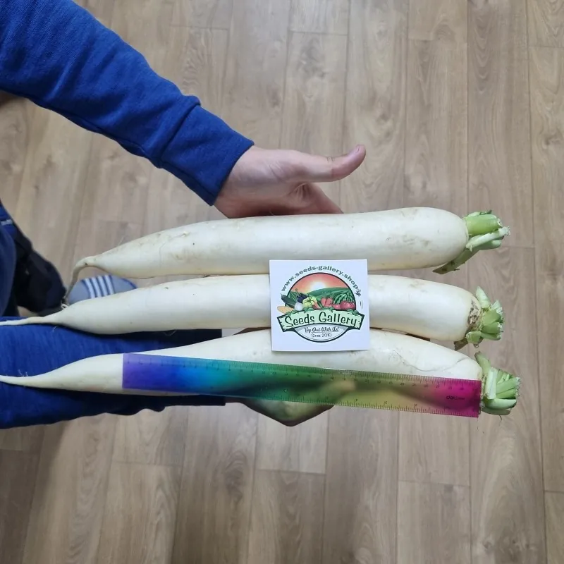 Semi di ravanello bianco gigante Candela di ghiaccio