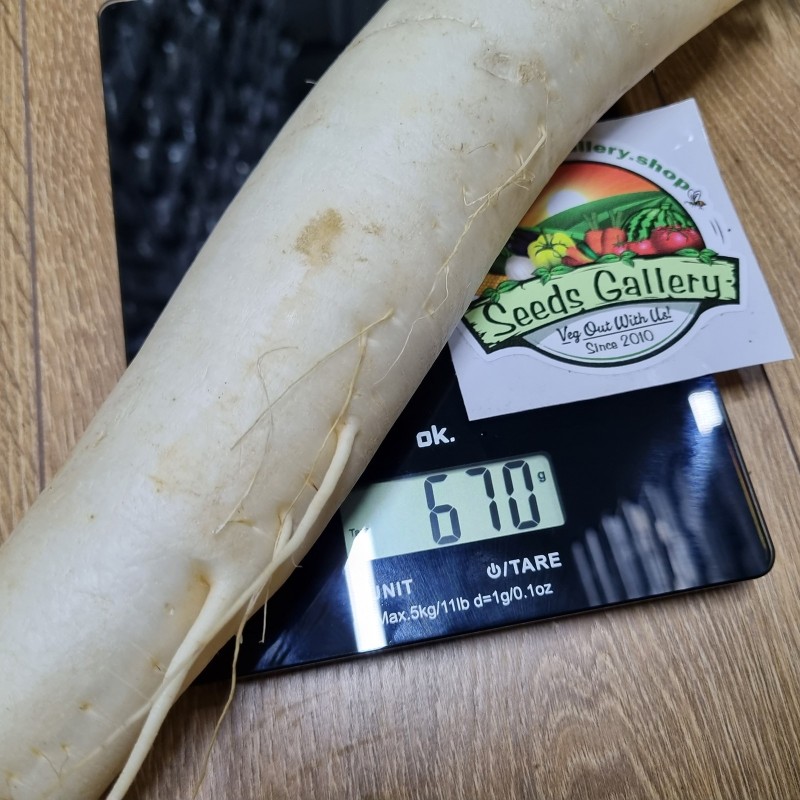 Price: €2.45 - Giant white radish seeds Ice Candle - 
