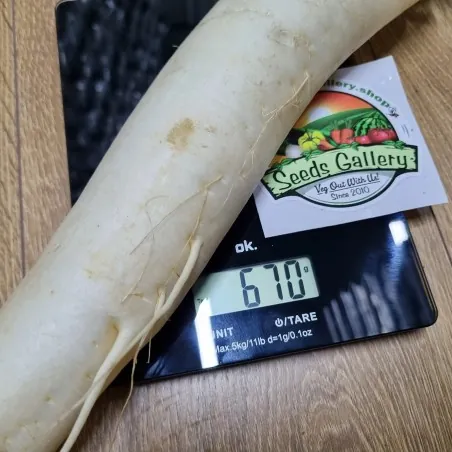 Semi di ravanello bianco gigante Candela di ghiaccio