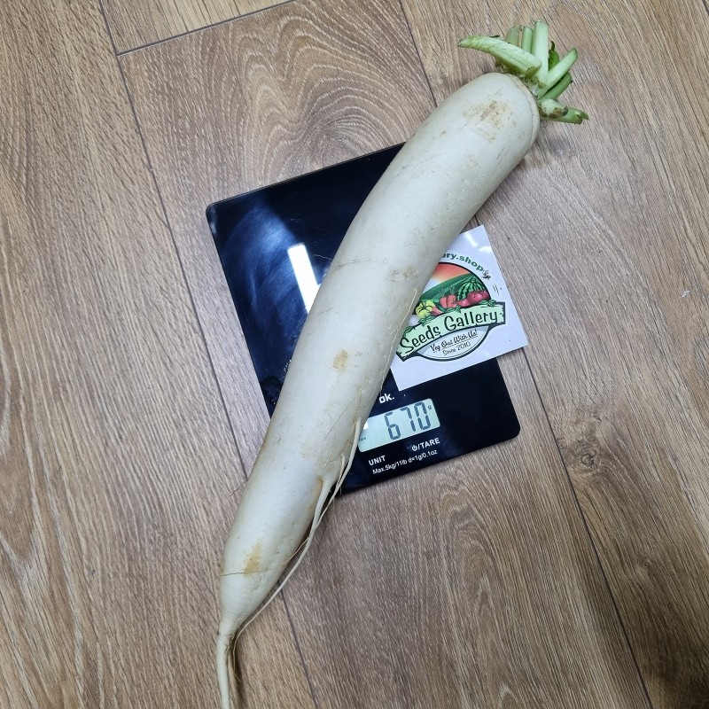 Price: €2.45 - Giant white radish seeds Ice Candle - 