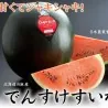 Semena lubenice obecná Densuke Japan