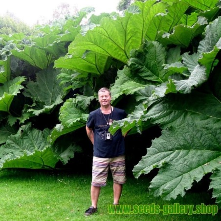 Graines Rhubarbe Géante (Gunnera manicata)