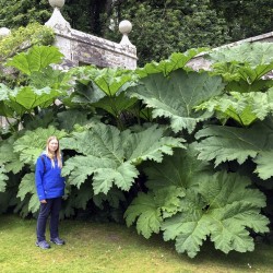 Price: €1.95 - Σπόροι Γκουνέρα (Gunnera manicata) - 