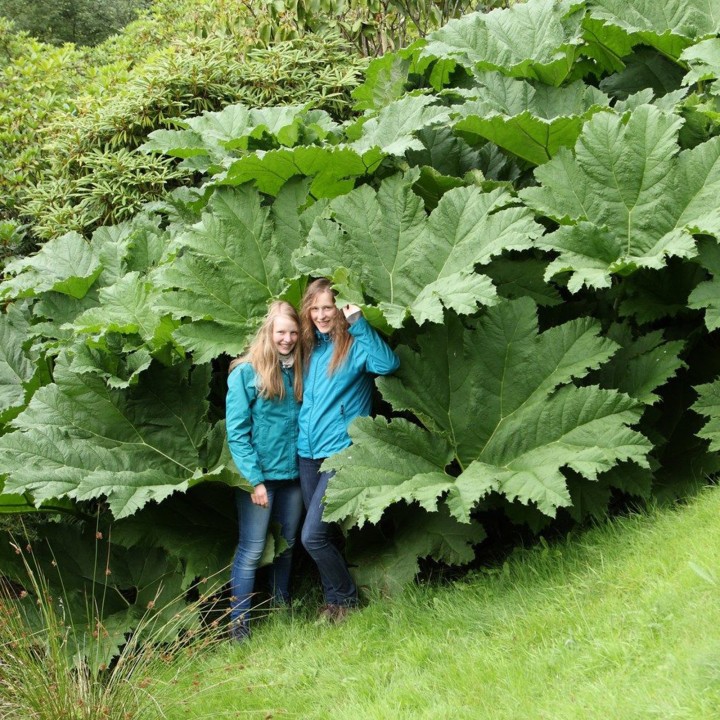 Giant Rhubarb Seeds (Gunnera  manicata) - 1.755