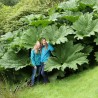 Price: €1.95 - Giant Rhubarb Seeds (Gunnera  manicata) - 