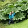Semi di Rabarbaro gigante (Gunnera manicata)