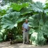 Giant Rhubarb Seeds (Gunnera manicata)