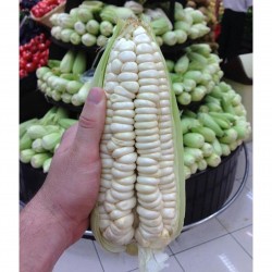 Price: €2.25 - أكبر بذور الذرة العملاقة في العالم - كوزكو - 