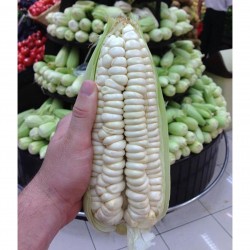 Worlds Largest Giant Corn...