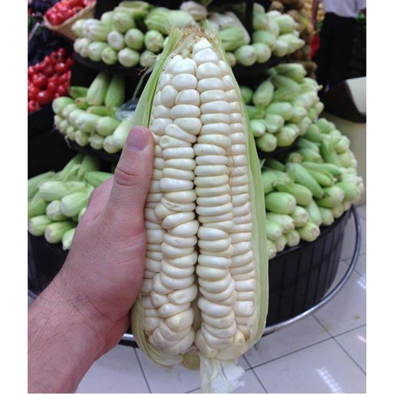 Price: €2.25 - Sementes de milho Gigante de Cuzco - Cusco - 