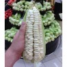 Price: €2.25 - Sementes de milho Gigante de Cuzco - Cusco - 
