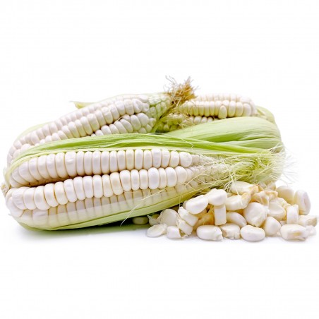 Price: €2.25 - Cuzco - Cusco Världens största jätte frön -