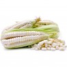 Price: €2.25 - Seme dzinovskog kukuruza Cuzco - Cusco - 