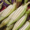 Price: €2.25 - Cuzco - Cusco Världens största jätte frön - 