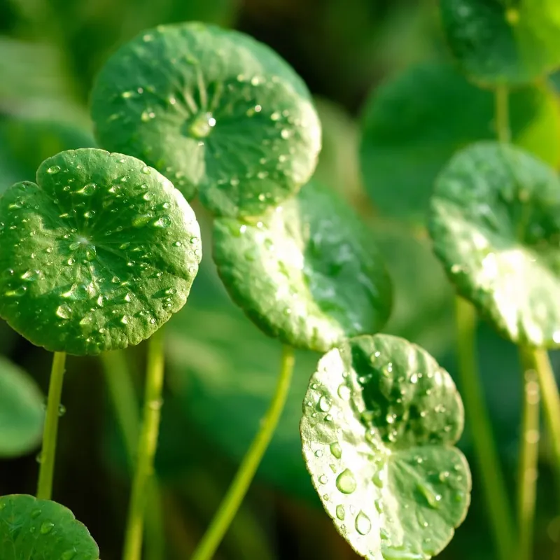 Semi di tigre del prato (Centella asiatica)