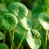 Semi di tigre del prato (Centella asiatica)