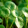 Price: €2.45 - Semillas de Taquibsuso de Filipinas, Gotu kola (Centella asiatica) - 