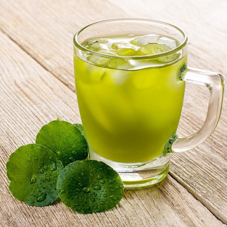 Price: €2.45 - Semillas de Taquibsuso de Filipinas, Gotu kola (Centella asiatica) -