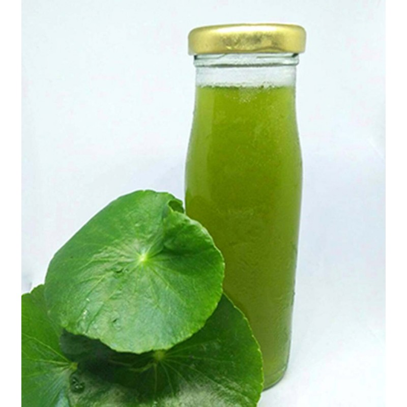 Price: €2.45 - Semillas de Taquibsuso de Filipinas, Gotu kola (Centella asiatica) - 