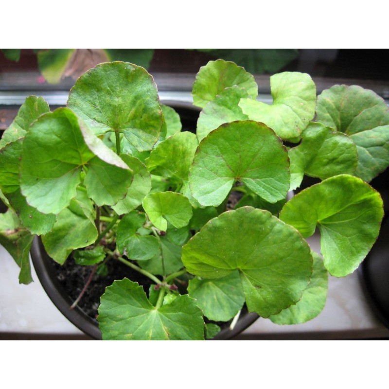 Price: €2.45 - Semillas de Taquibsuso de Filipinas, Gotu kola (Centella asiatica) - 