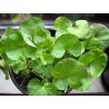 Price: €2.45 - Semillas de Taquibsuso de Filipinas, Gotu kola (Centella asiatica) - 