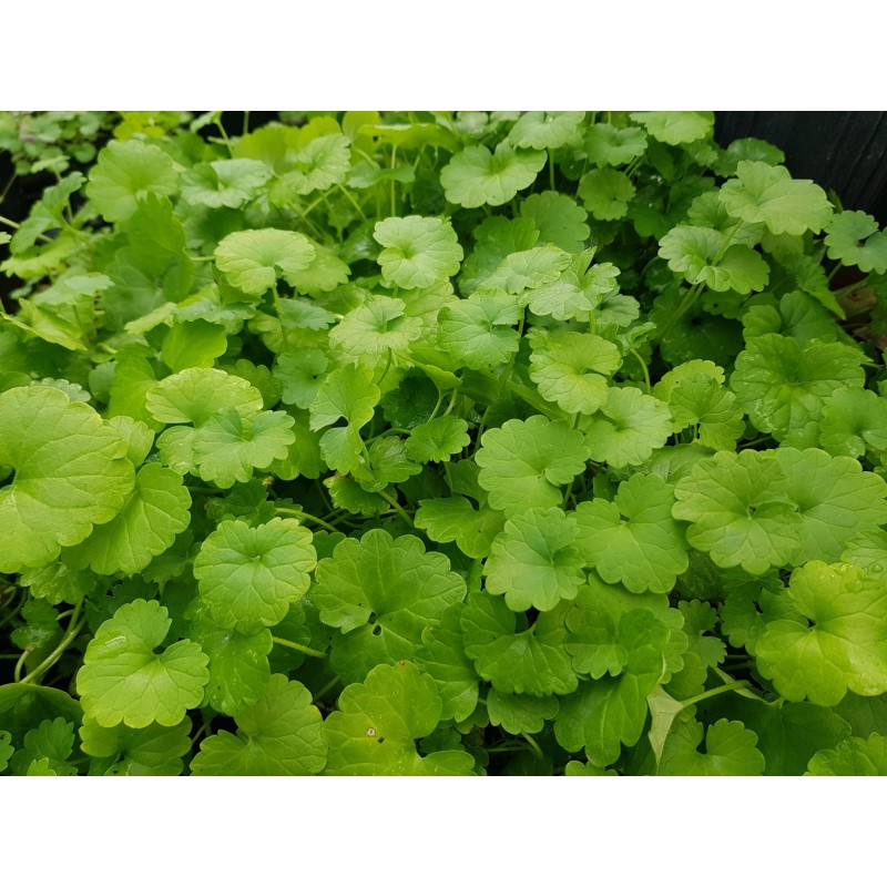 Price: €2.45 - Semillas de Taquibsuso de Filipinas, Gotu kola (Centella asiatica) - 