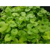 Price: €2.45 - Semillas de Taquibsuso de Filipinas, Gotu kola (Centella asiatica) - 