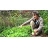 Price: €2.45 - Semillas de Taquibsuso de Filipinas, Gotu kola (Centella asiatica) - 