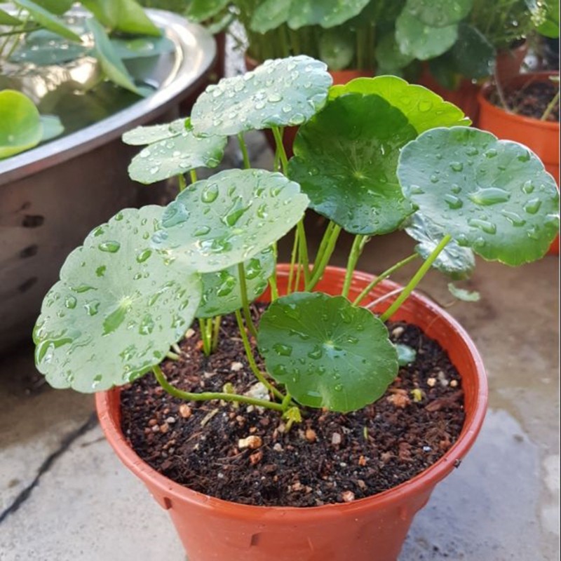 Price: €2.45 - Semillas de Taquibsuso de Filipinas, Gotu kola (Centella asiatica) - 