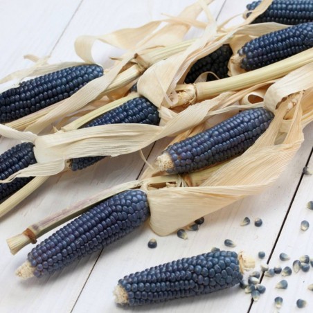 Price: €1.8 - Semi di Popcorn Blu -