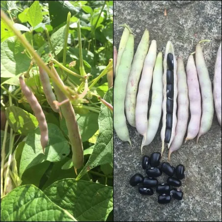 BLACK TURTLE BEAN Seeds