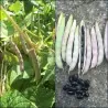 Σπόροι ΜΑΥΡΟ ΦΑΣΟΛΙ