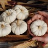 Price: €2 - Graines de Courge BABY BOO - 