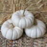 Price: €2 - Kürbissamen BABY BOO - 