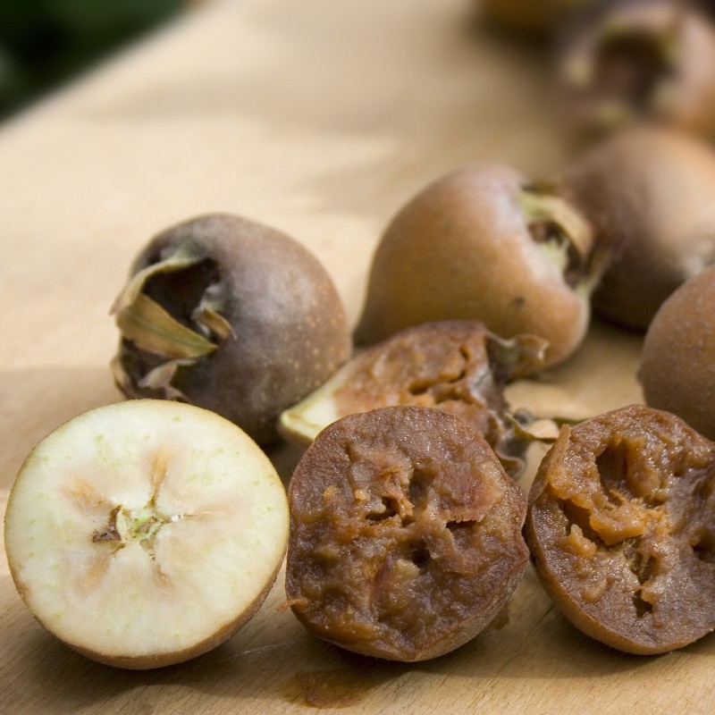 Naspolya magok (Mespilus germanica)