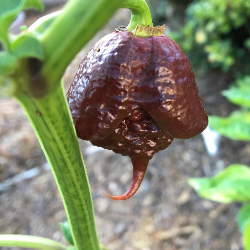 Sementes de Pimenta Carolina Reaper (vermelha, marrom, amarela)