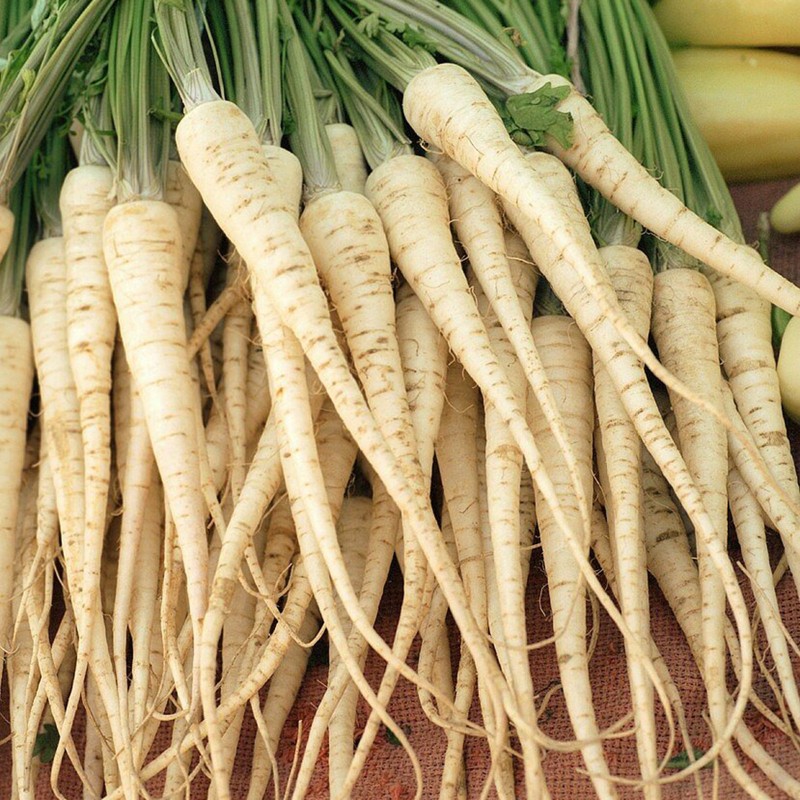 Petersilie Samen Berliner Wurzelpetersilie Saatgut