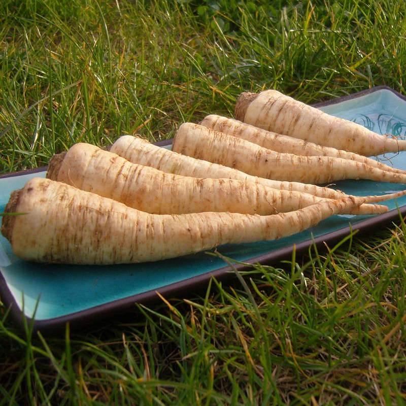 Petersilie Samen Berliner Wurzelpetersilie Saatgut