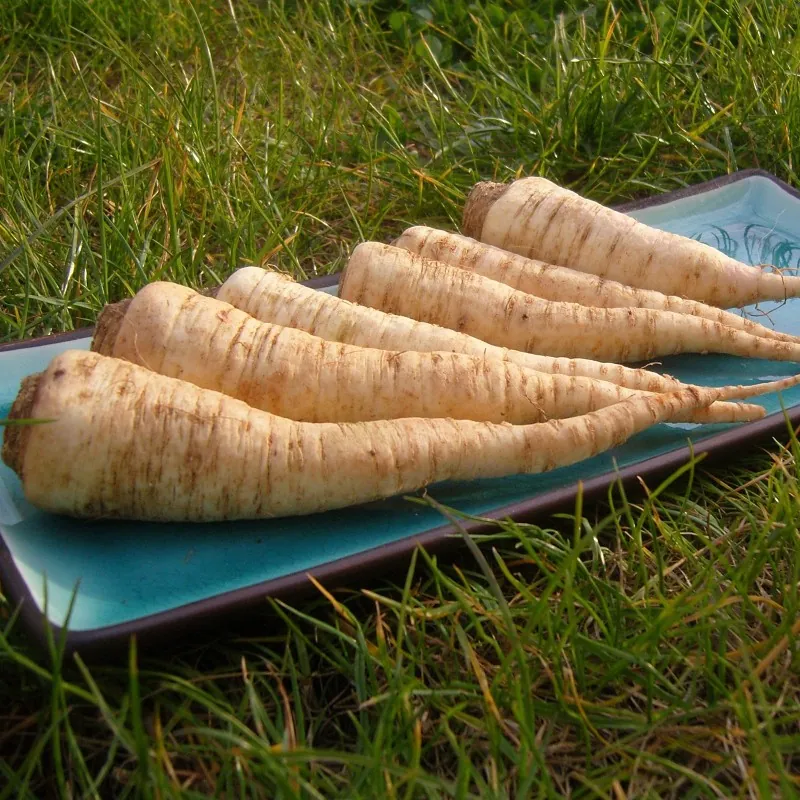 Semillas de Perejil De Raíz Berlín